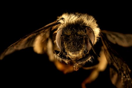 Anthophora terminalis,f, face, Greenbrier Co, WV 2019-03-21-22.57.38 ZS PMax UDR