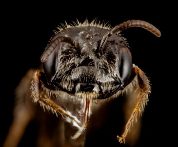 Rophitulus species, face, brazil 2014-08-06-10.08.10 ZS PMax photo