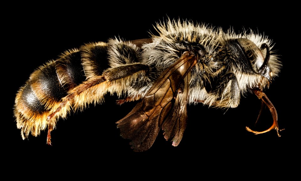Osmia rufohirta, M, Side, Greece, Aegean Islands, Lesvos, Mytilene 2015-02-12-13.43.45 ZS PMax