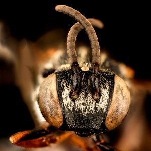 Epeolus autumnalis, m, face, Suffolk Co., MA 2017-03-10-15.59