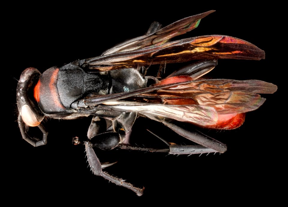Drepanaporus collaris, F, back1, Dominican Republic, La Ve 2013-03-01-15.24.28 ZS PMax