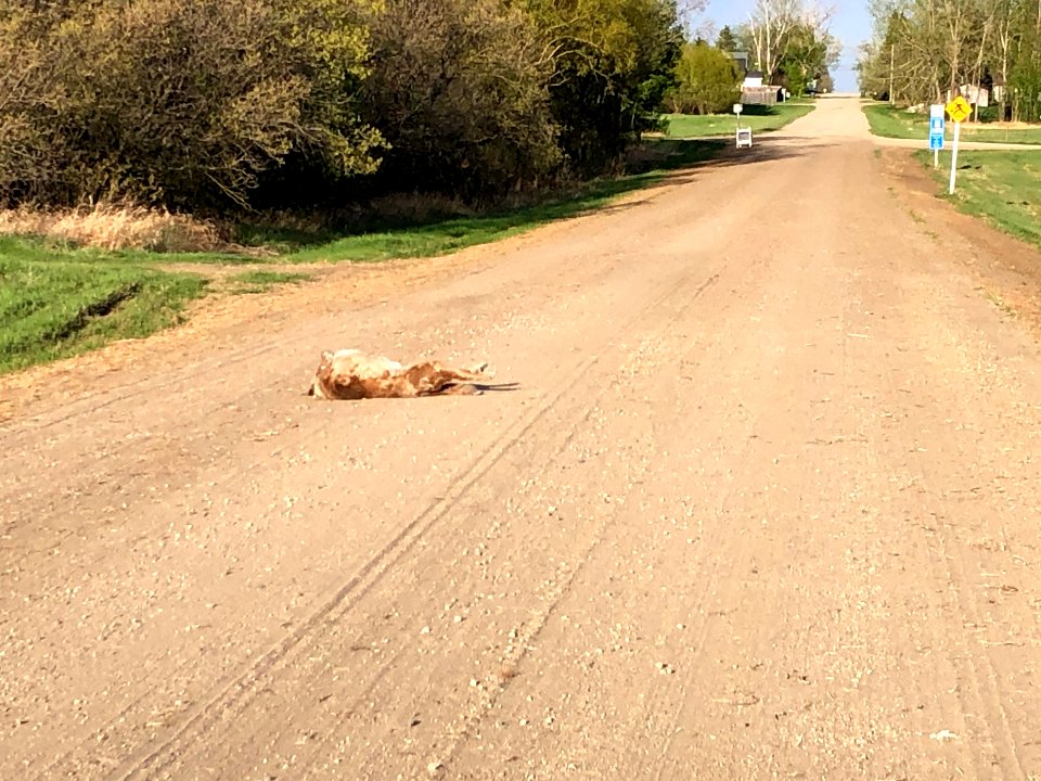 Why Did the Dog Roll Around in the Road?