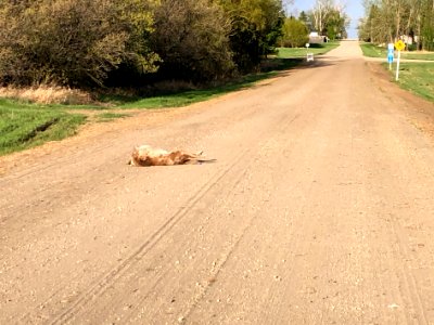 Why Did the Dog Roll Around in the Road? photo