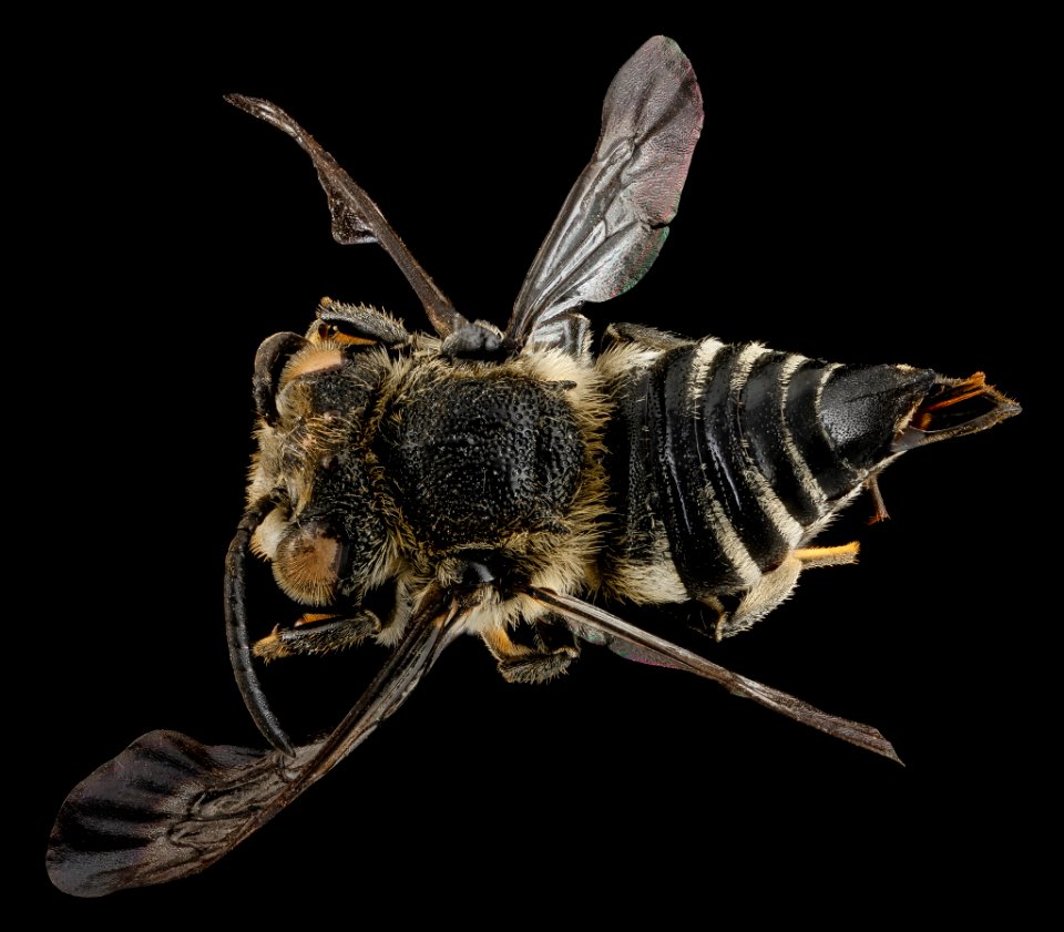 Coelioxys sodalis, F, back, Maine, Hancock County 2013-03-15-14.00.59 ZS PMax