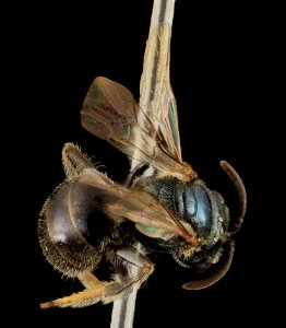 Lasioglossum michiganense, F, Back, NY, Queens 2014-04-22-14.38.00 ZS PMax photo