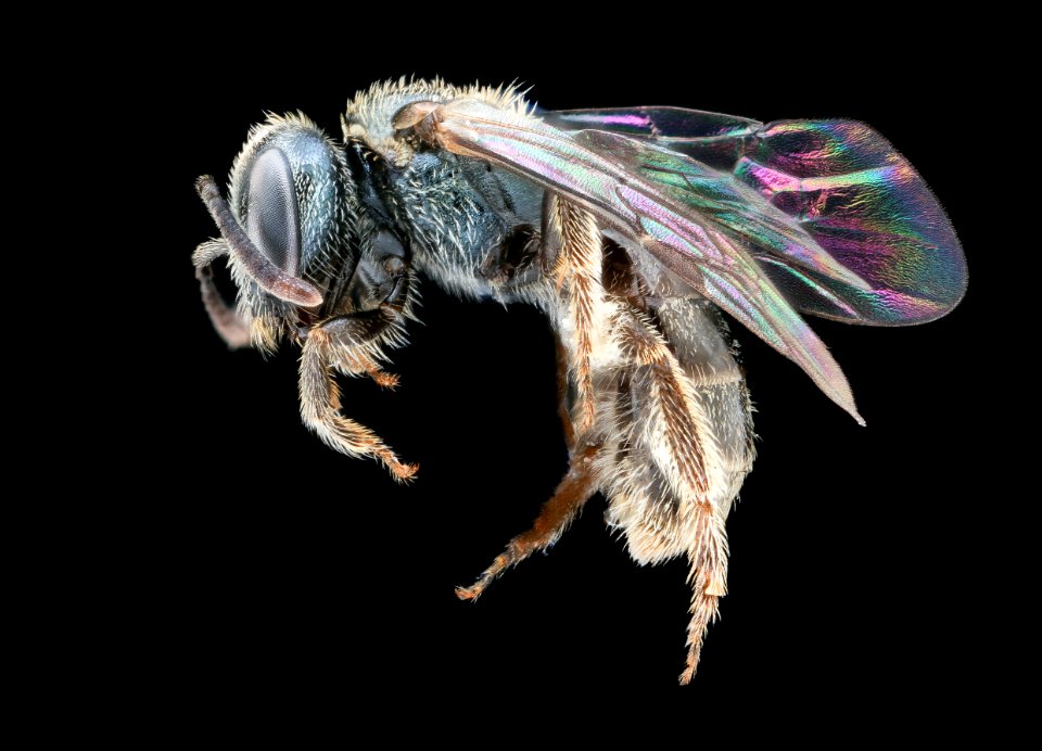 Lasioglossum fattigi, f, left, Alleghany Co. VA 2020-02-17-17.21.47 ZS PMax UDR