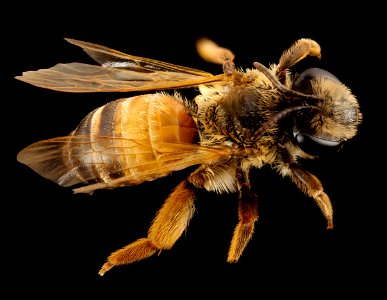 Andrena israel, f, israel, back 2014-10-11-15.38.59 ZS PMax