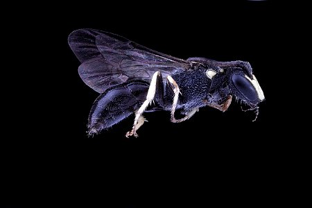 Hylaeus ornatus, male, side clean photo