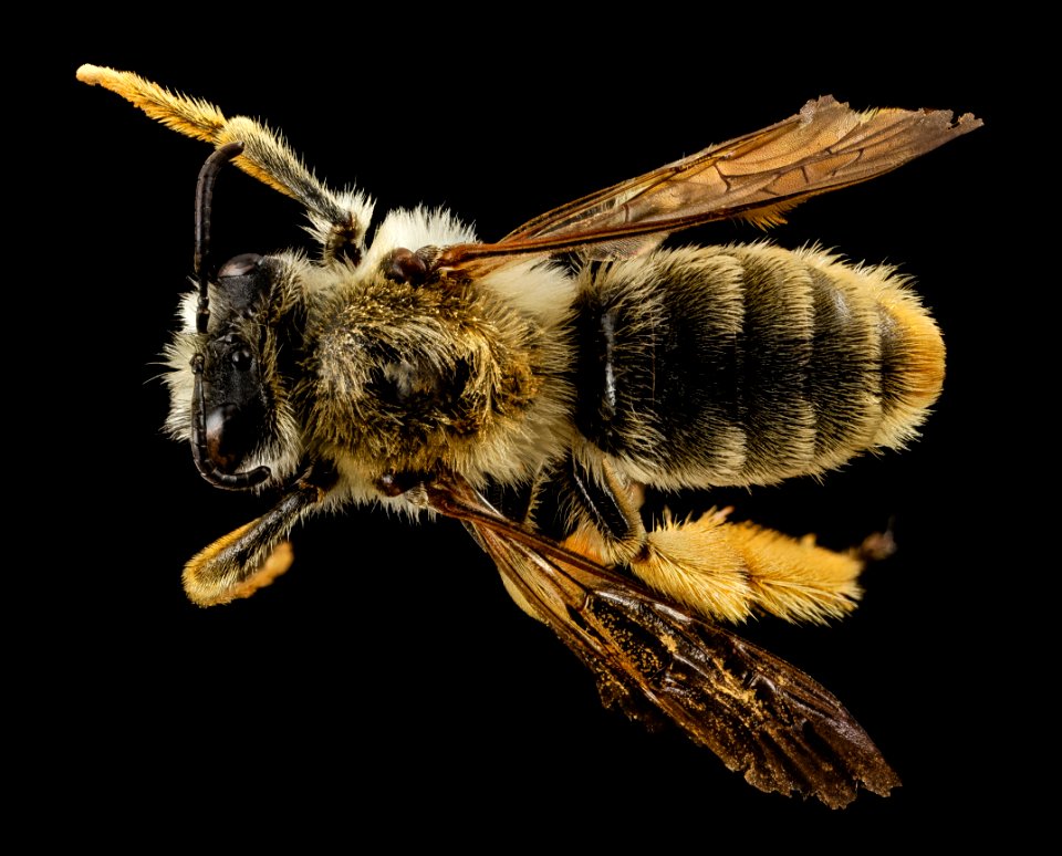 rediviva, f, south africa, back 2014-11-04-12.43.19 ZS PMax