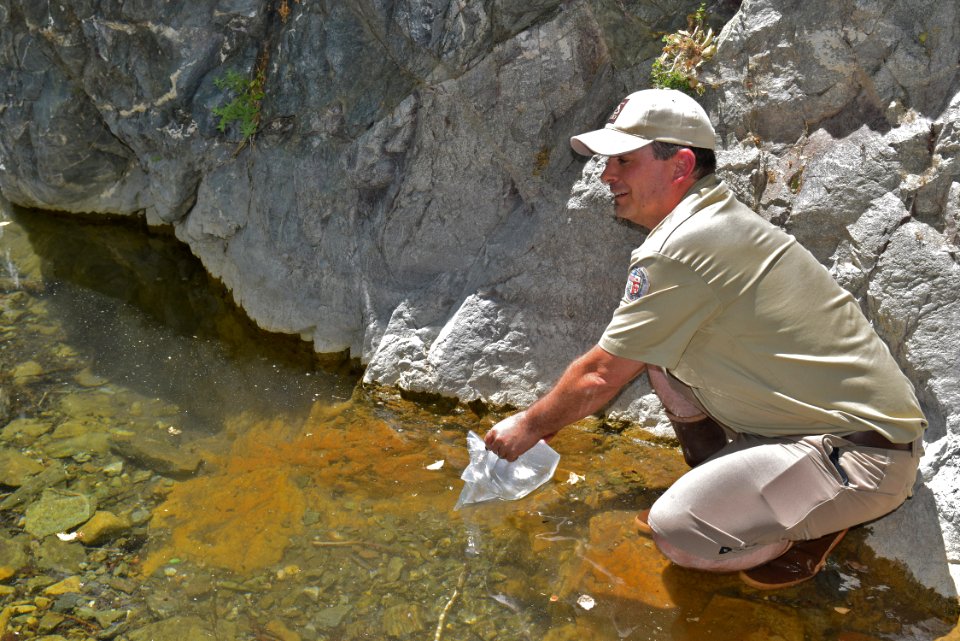Ian Recchio releases tadpoles in Angeles NF