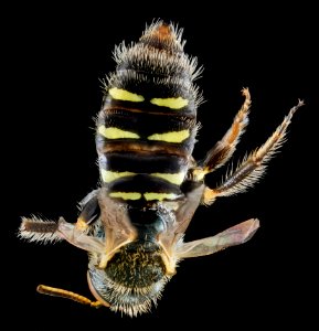 Perdita swenki, F, back, New York, Queens County 2013-02-19-15.49.58 ZS PMax