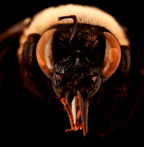 Xylocopa. grisescens, face ,f,Paraiba, Brasil 2019-10-24-16.25.08 ZS PMax UDR-Recovered