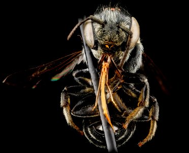 Hoplitis truncata, F, face, West Virginia, Hardy County 2012-11-27-17.02.55 ZS PMax