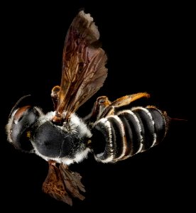 Megachile inimica, U, back, Maryland, Anne Arundel County 2013-03-27-14.05.54 ZS PMax photo