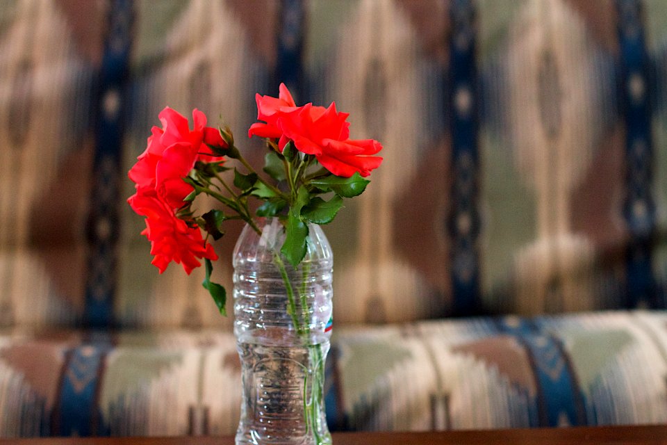 2014/365/226 Rose Story