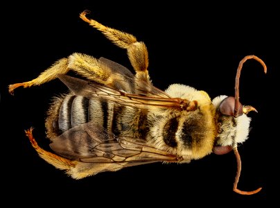 Svastra petulca, M, back, North Carolina, Wake County 2013-03-20-15.10.34 ZS PMax photo