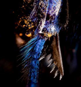 Acanthopus excellens, f, feature, brasil 2014-08-06-13.33.14 ZS PMax