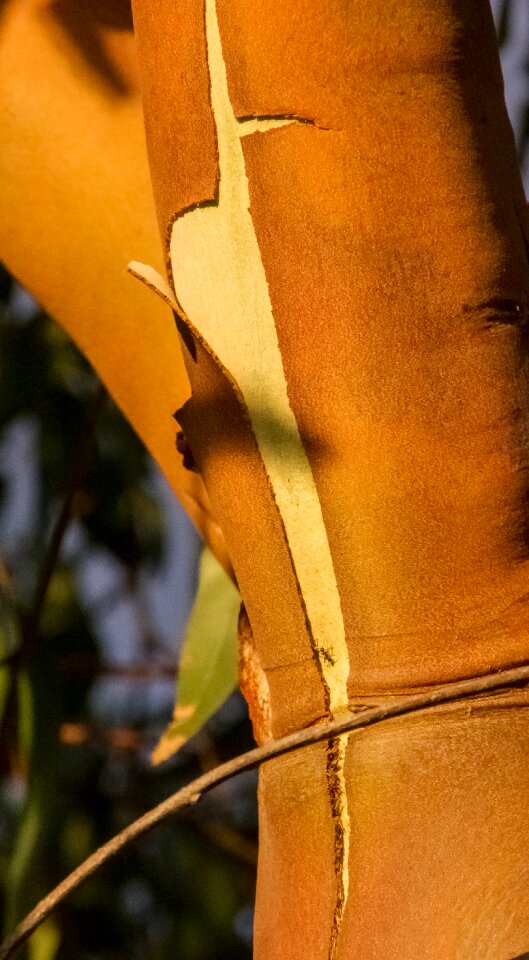 Eucalyptus trunk shedding