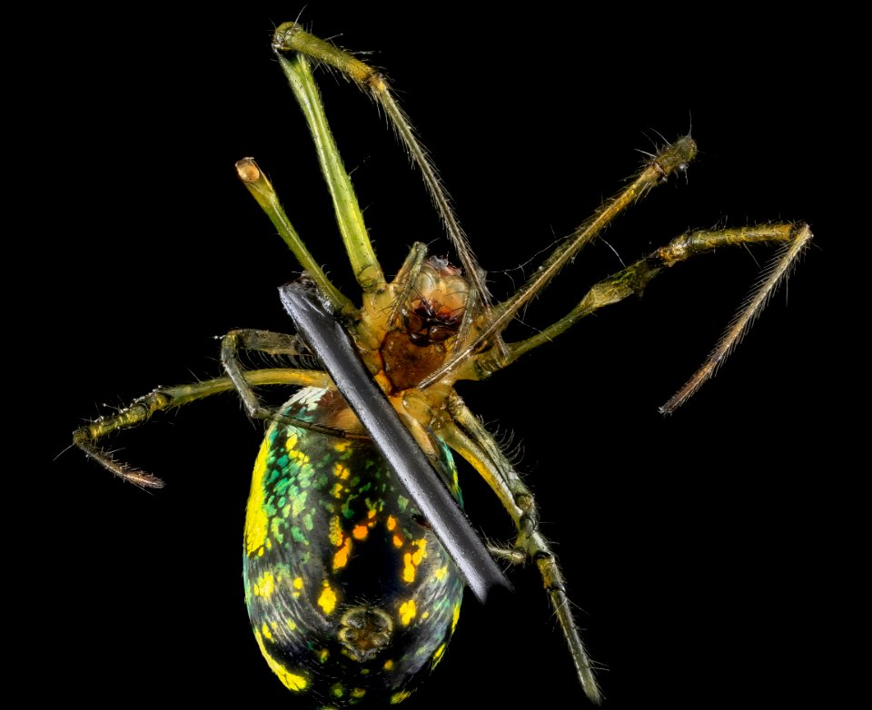 Leucauge venusta, Orchard Orb Weaver, U, Underneath, MD, Upper Marlboro 2013-06-21-15.36.54 ZS PMax