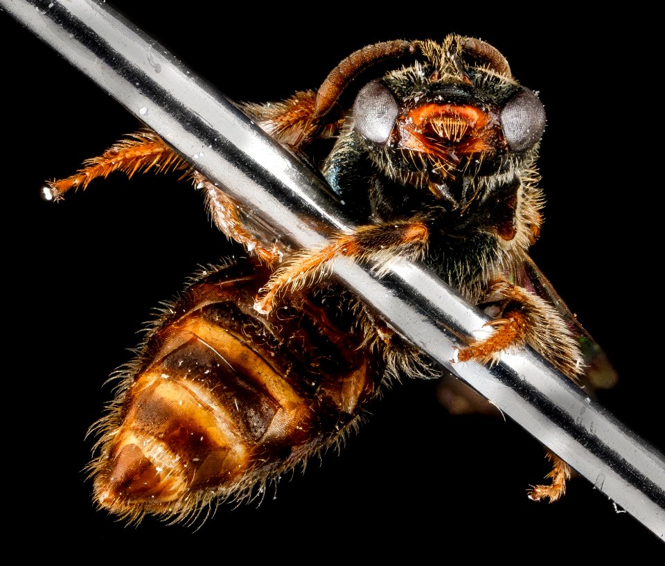 Lasioglossum surianae, M, face, Florida, Miami-Dade County 2013-03-26-14.52.46 ZS PMax