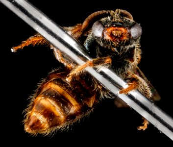 Lasioglossum surianae, M, face, Florida, Miami-Dade County 2013-03-26-14.52.46 ZS PMax photo