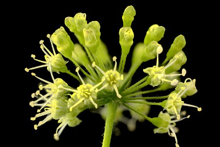 Aralia nudicaulis, Wild Sarsaparilla, Howard County, Md.,  2018-05-17-14.06