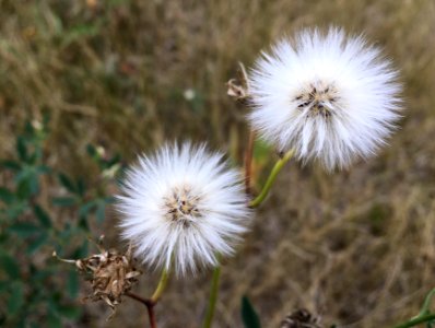 Two Puffs photo