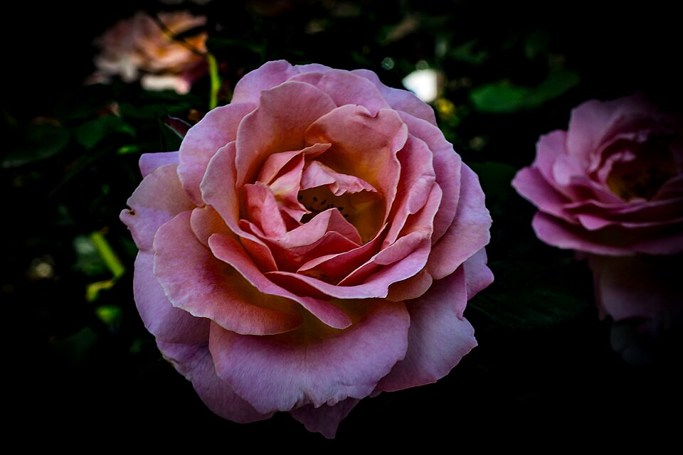 Flower plant lichtspiel