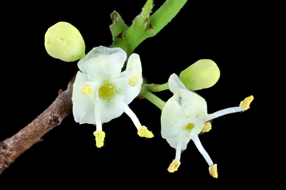 Ilex opaca 2, American Holly, staminate flowers, Howard County, Md, Helen Lowe Metzman 2019-10-23-16.31.34 ZS PMax UDR