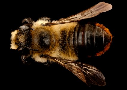 Megachile melanophaea, f, back, Mariposa, CA 2017-07-19-17.10
