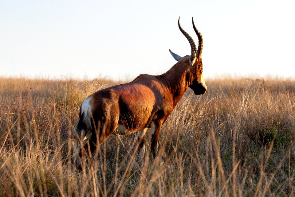 Wildlife sunset prairie