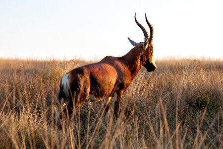 Wildlife sunset prairie photo