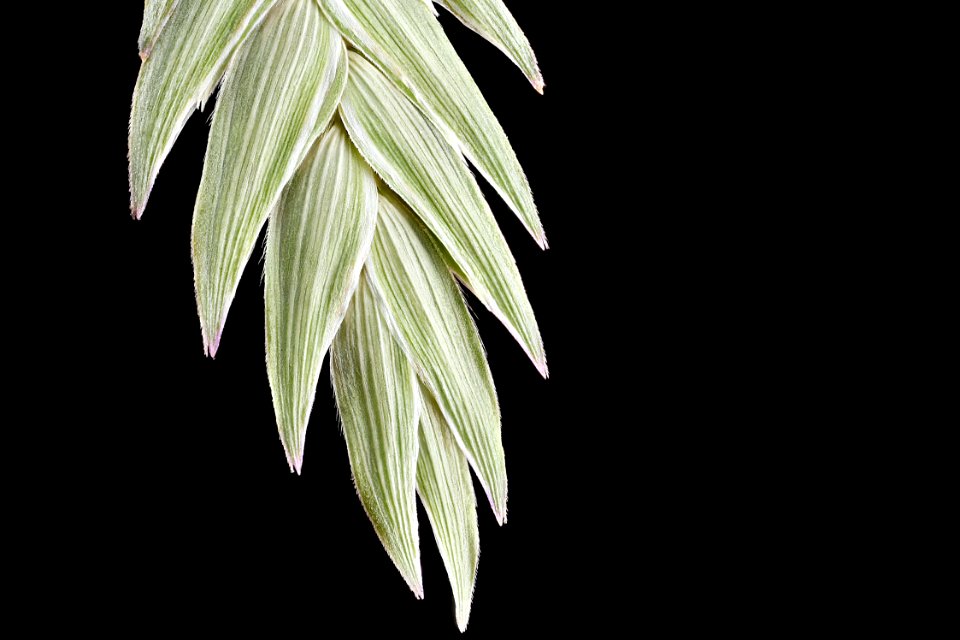 River-Oats,-side 2012-08-02-16.46.05-ZS-PMax