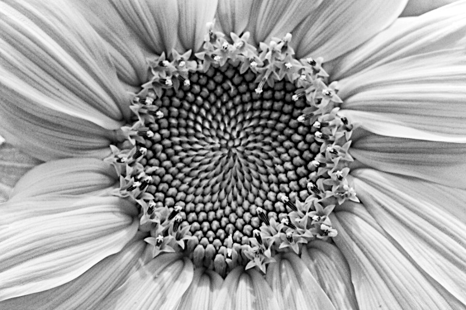 Journey to The Center of the Sun
