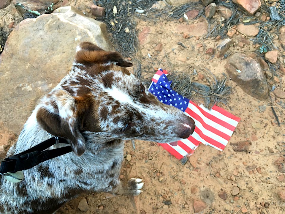 "I Cannot Find America Anywhere in this Election"