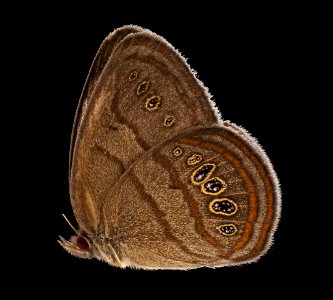 Neonympha mitchelli francisci, side, reared2 2019-08-07-17.21.31 ZS PMax UDR photo