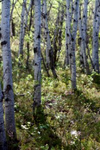 Aspen on The Diagonal