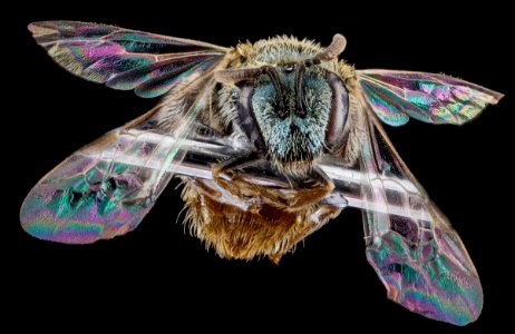 L pictum, unknown, face 2012-07-19-17.36.46 ZS PMax
