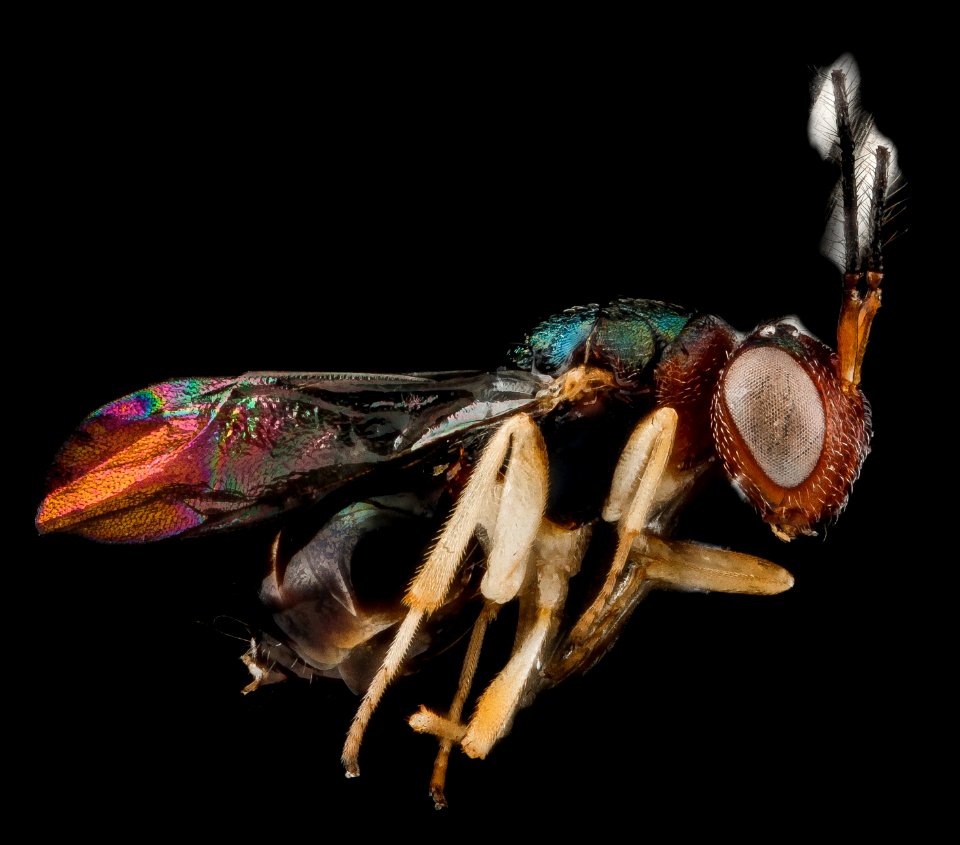Unknown microhymenoptera, Santo Domingo 2012-11-01-16.57.16 ZS PMax