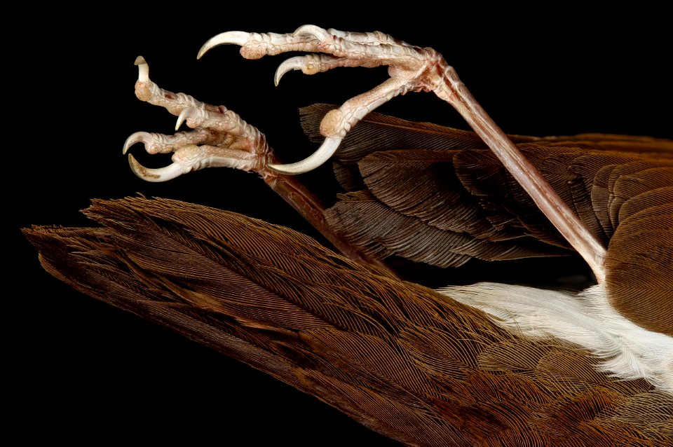 Wood Thrush, n.a, foot, Hart Senate O.B 2013-04-16-17.23.06 ZS PMax photo