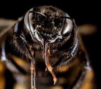 Xylocopa micans, F, Face, GA, Baker County 2015-02-03-16.06 photo