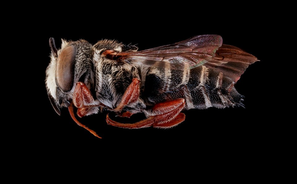 Coelioxys octodentata, m, left, Yolo, CA 2019-03-22-07.34.11 ZS PMax UDR-Recovered
