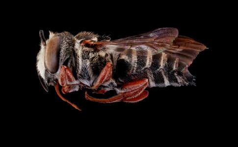 Coelioxys octodentata, m, left, Yolo, CA 2019-03-22-07.34.11 ZS PMax UDR-Recovered