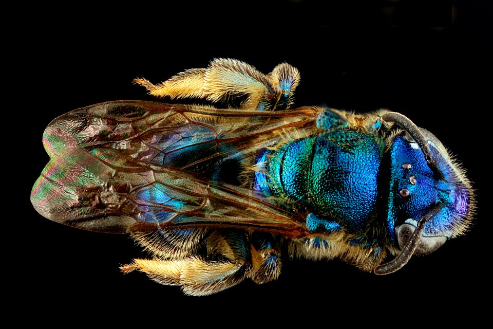 Augochloropsis-anonyma,-back 2012-07-09-17.03.44-ZS-PMax