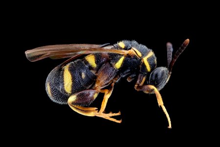 Leucospis affinis, f, right 2020-08-19-15.38.17 ZS PMax UDR