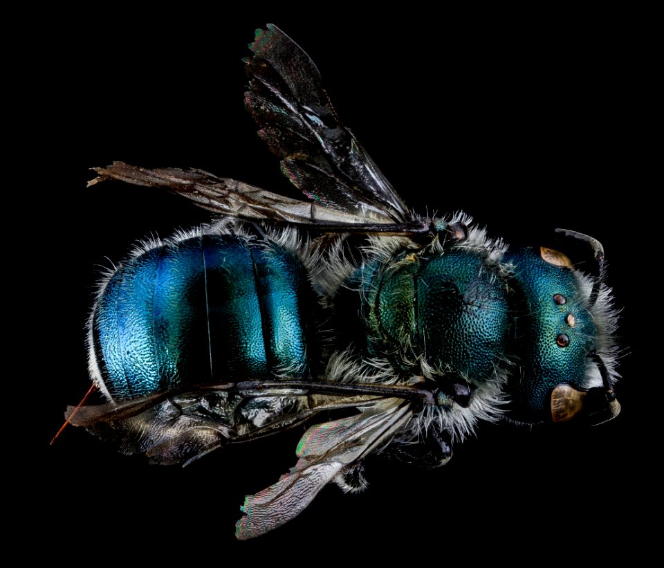 Osmia atriventris, F, Back, MD, Washington County 2013-08-09-17.28.28 ZS PMax