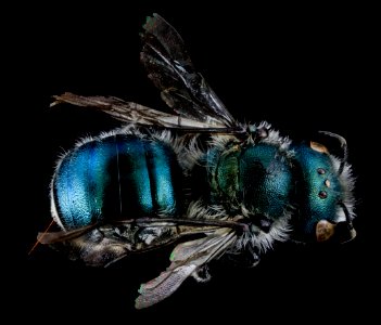 Osmia atriventris, F, Back, MD, Washington County 2013-08-09-17.28.28 ZS PMax