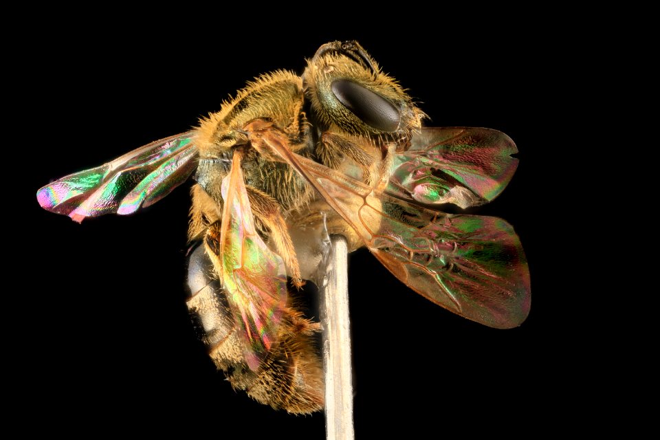 Lasioglossum gotham, F, Side, Maryland 2013-06-04-15.05
