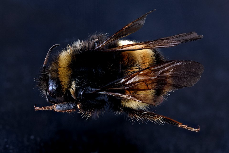 Bombus-terricola,-male,-back 2012-07-12-16.45.07-ZS-PMax photo