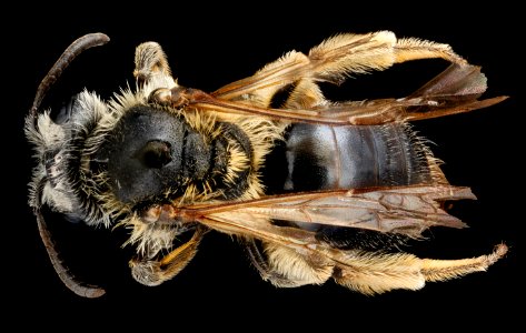 Andrena wheeleri, f